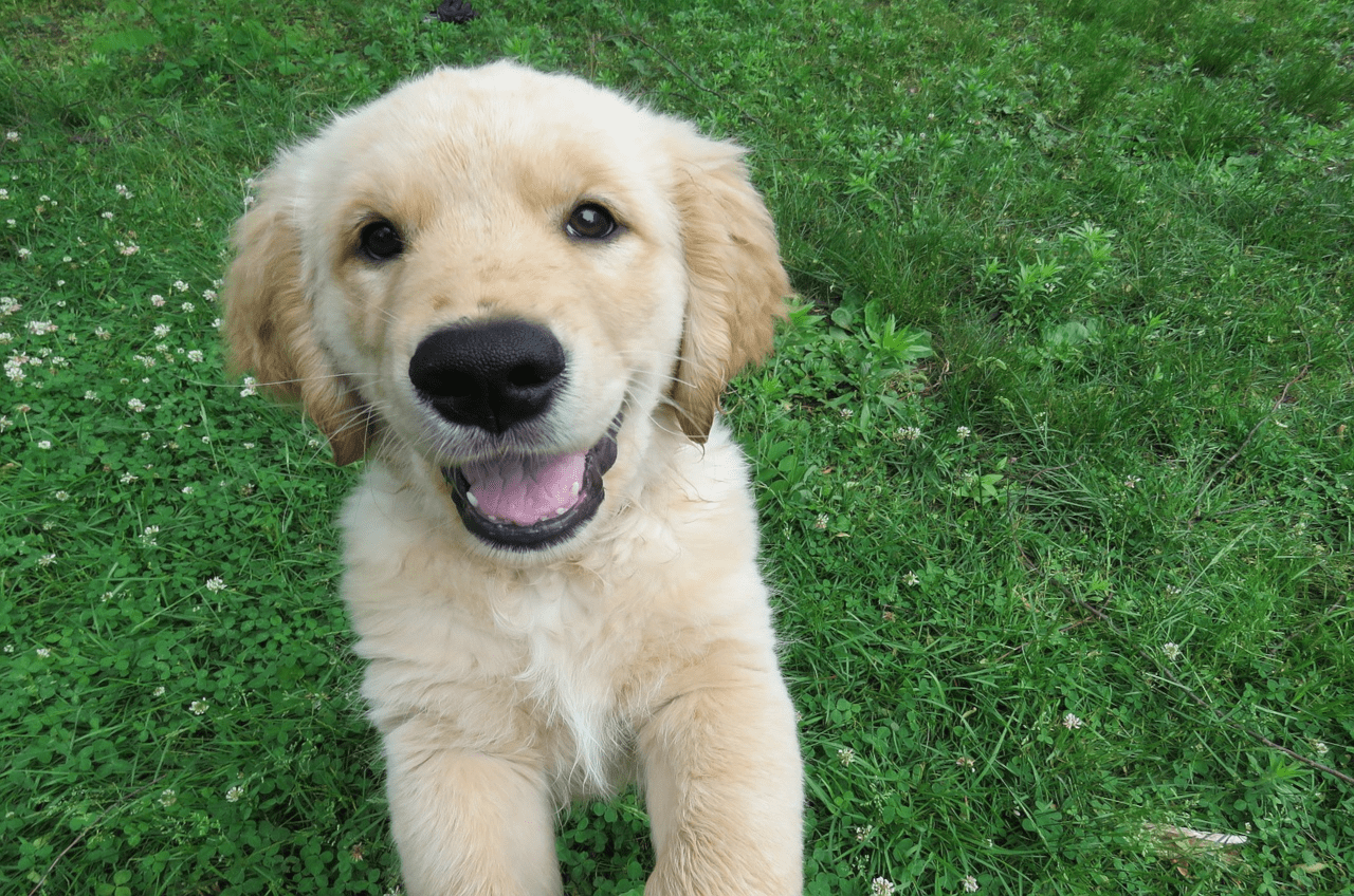 犬のイメージ